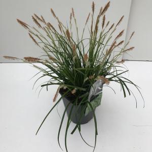Japanse zegge (Carex "Evergreen") siergras - In 2 liter pot - 1 stuks