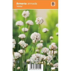 Engels gras (armeria armada "White") zomerbloeier - 12 stuks