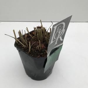 Vingergras (Panicum virgatum "Prairie Sky") siergras - In 2 liter pot - 1 stuks
