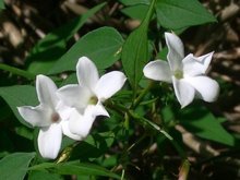 Jasminum wit (Jasmijn)