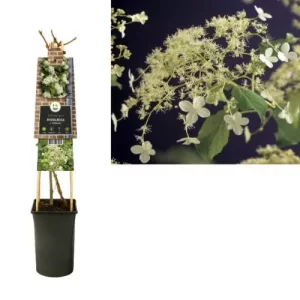 Klimplant Hydrangea Petiolaris - Klimop