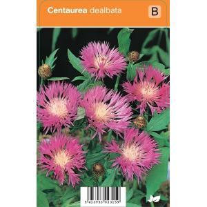 Korenbloem (centaurea dealbata) zomerbloeier - 12 stuks
