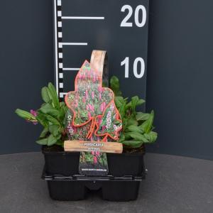 Duizendknoop (persicaria affinis) bodembedekker - 4-pack - 1 stuks