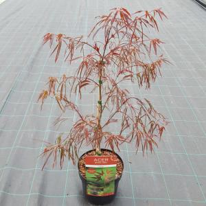 Japanse esdoorn (Acer palmatum "Enkan") heester - 40-50 cm - 1 stuks