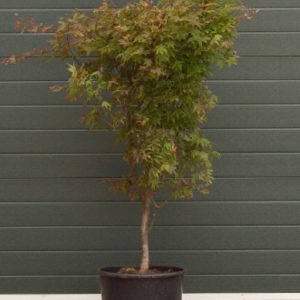 Japanse esdoorn Osakazuki Acer palmatum Osakazuki h 162,5 cm