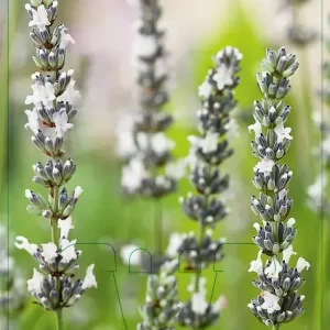V.I.P.S. Lavandula angustifolia ''Edelweiss'' - lavendel P9