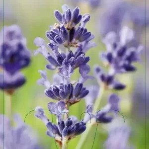 V.I.P.S. Lavandula angustifolia ''Munstead'' - Lavendel p9