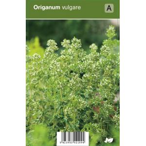 Wilde marjolein (origanum vulgare) kruiden - 12 stuks