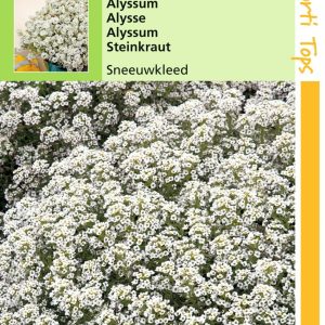 Alyssum Lobularia Mar. Procumbens Sneeuwkleed - Hortitops