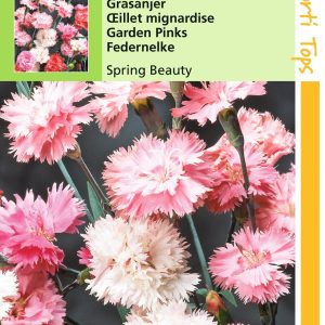 Dianthus Plum. Dbl.Bl.Gem. Spring Beauty - Hortitops