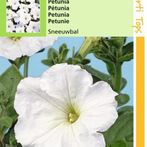 Petunia Hybr.Nana Comp. Sneeuwbal - Hortitops