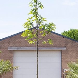 Tamme kastanje boom Castanea sativa h 350 cm st. omtrek 12 cm - Warentuin Natuurlijk