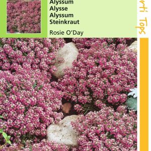 Alyssum Lobularia MarProcumbens Rosie O Day - Hortitops