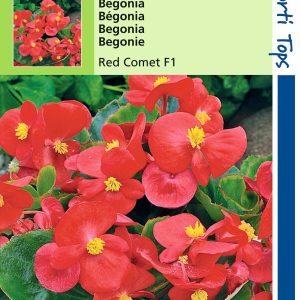 Begonia Semp. F1 Hybride Rode Komeet - Hortitops