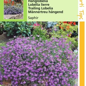 Lobelia Pendula Saphir - Hortitops