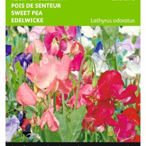 Lathyrus Multiflora Colorama Gem. - Buzzy