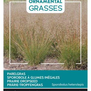 Ornamental Grasses, Sporobolus heterolepis - Buzzy