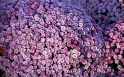 Bolchrysant in bloei: tips voor een langdurige herfstkleur