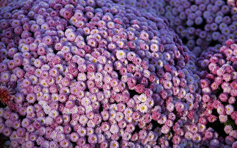 Bolchrysant in bloei: tips voor een langdurige herfstkleur
