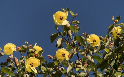 Hibiscus op stam: Een prachtige toevoeging aan je tuin