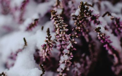 Winterheide (Erica), een kleurrijke must-have voor je tuin