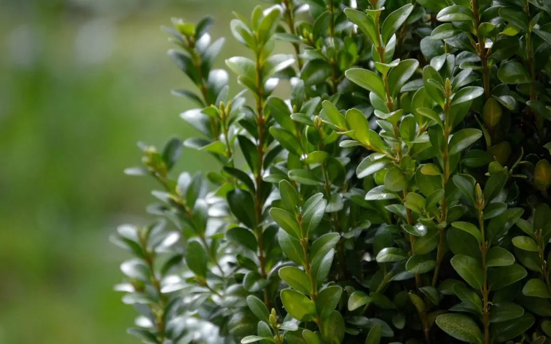 Buxus
