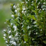 Buxus