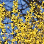 Forsythia