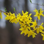 Forsythia snoeien