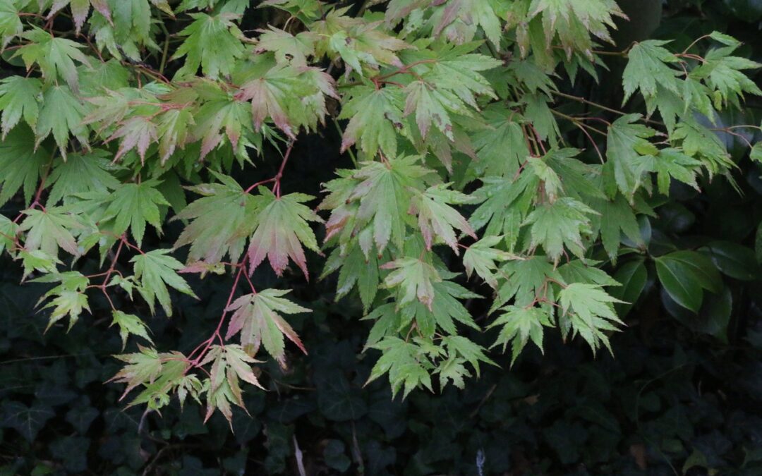 acer japonicum