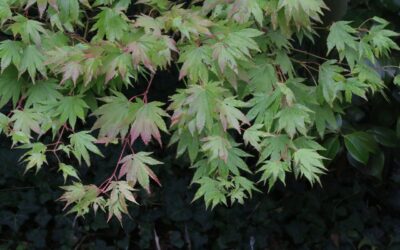 Acer japonicum en het verschil met de Acer palmatum