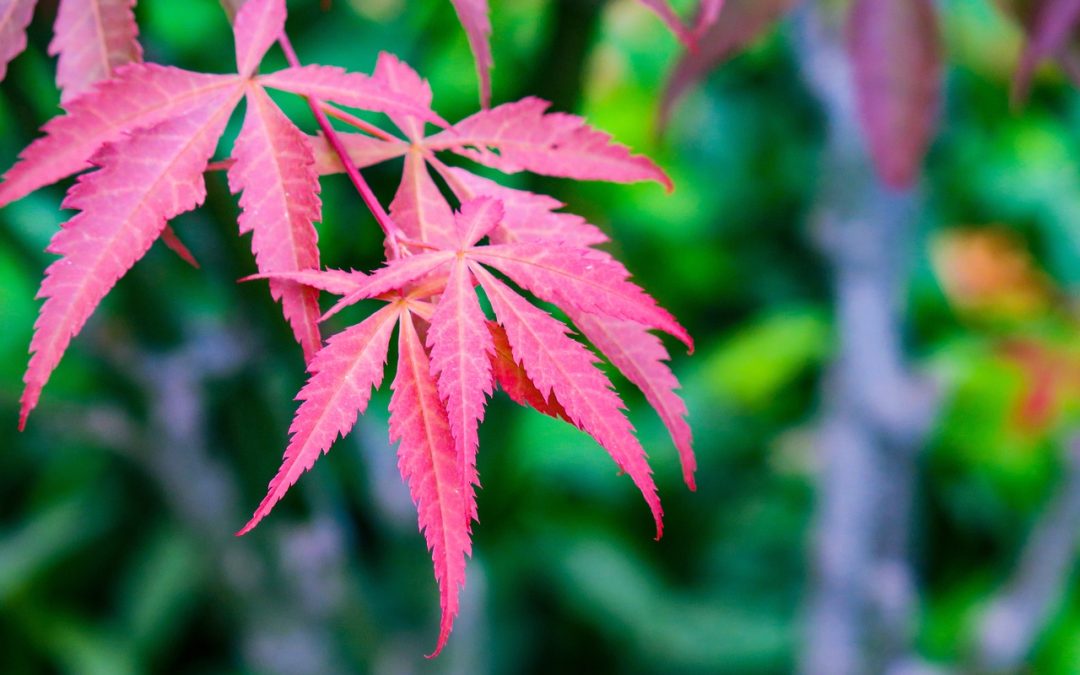 Acer palmatum, de japanse esdoorn als heester