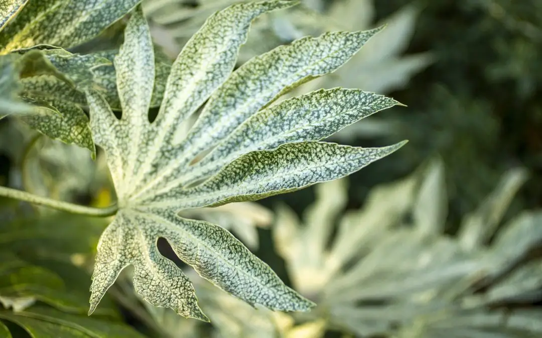 Aralia