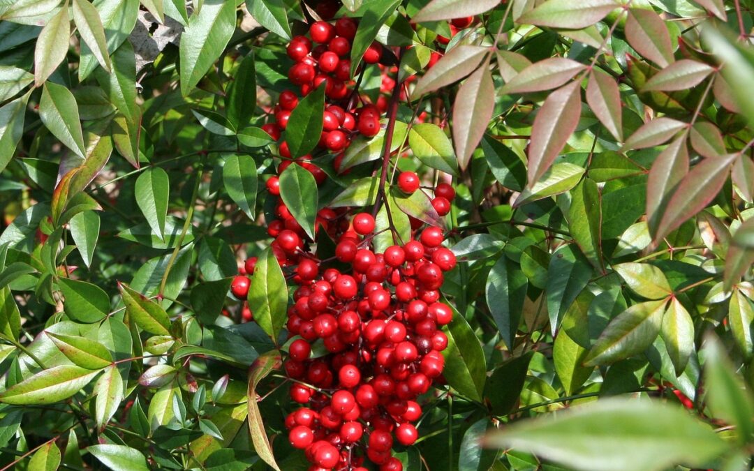 Hemelse bamboe met kleurrijk rood-groen blad