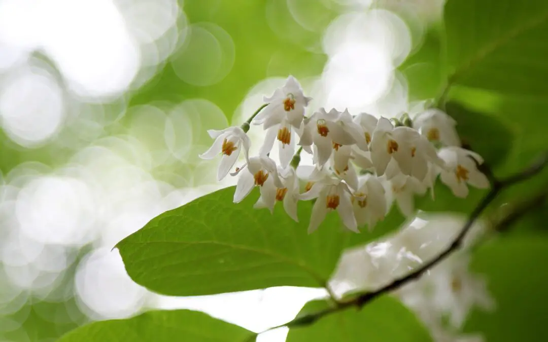 Styrax japonicus