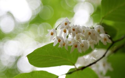 Styrax japonicus, ook bekend als Sneeuwklokjesboom