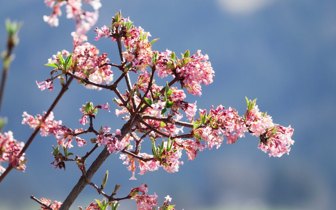 Parelstruik, de schoonheid van Kolkwitzia amabilis in je tuin