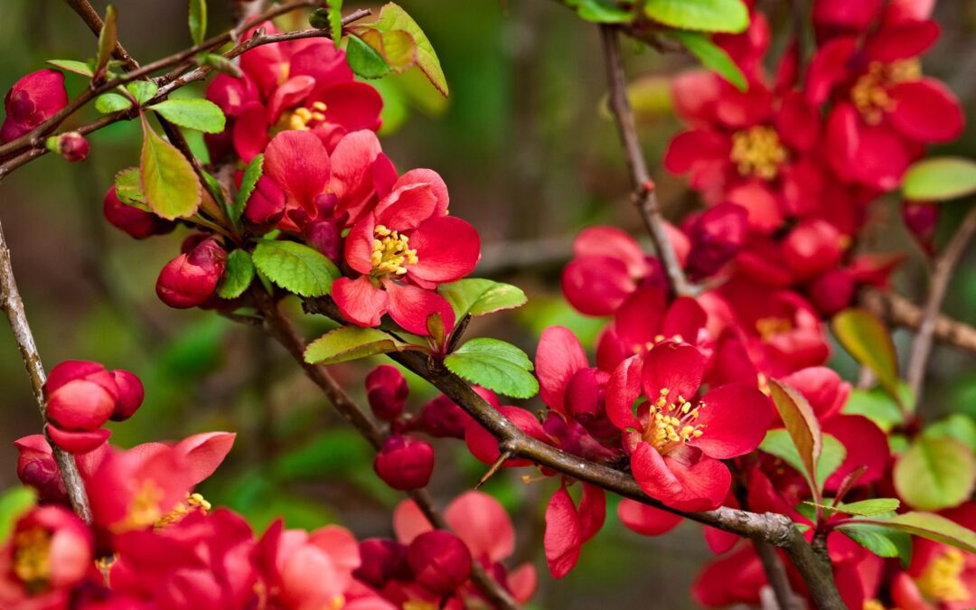 Chaenomeles, een vrolijke voorjaarsbloeier