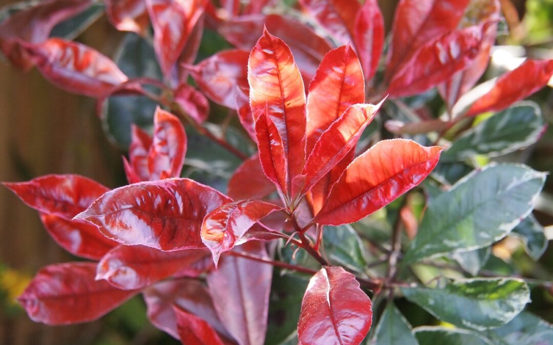 Glansmispel, blikvanger voor elke tuin