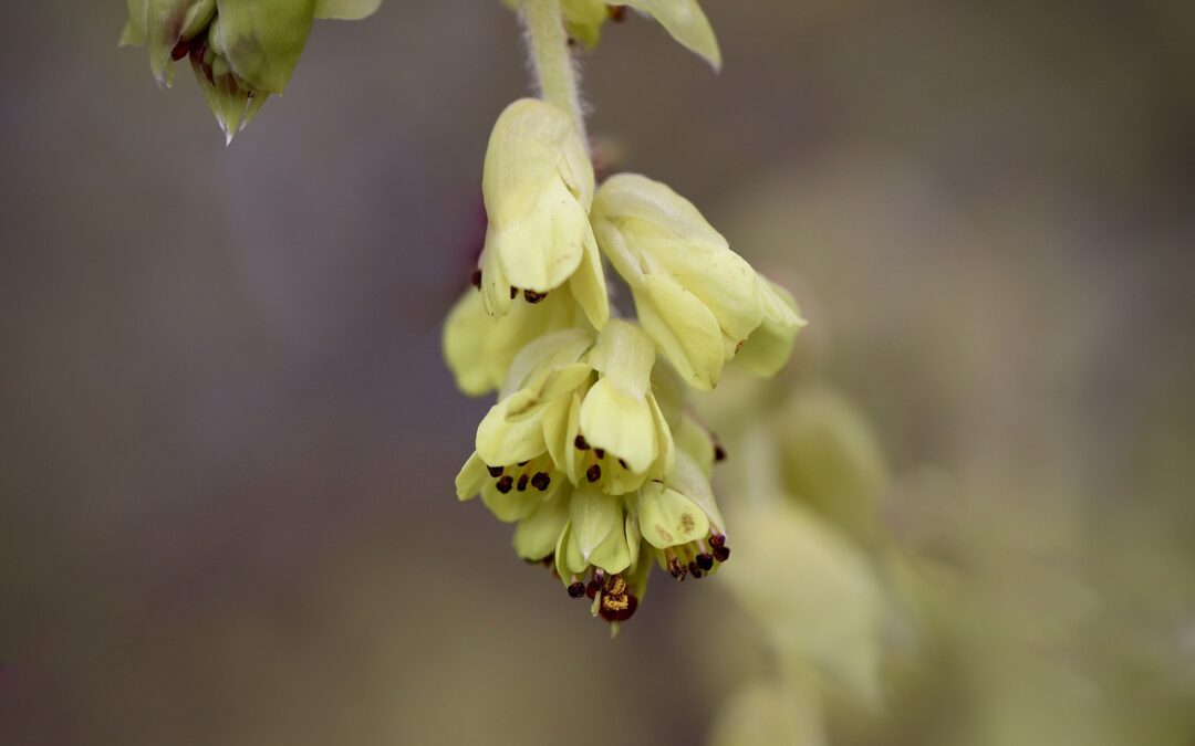 Schijnhazelaar, voor vroege bloei en geur in je tuin