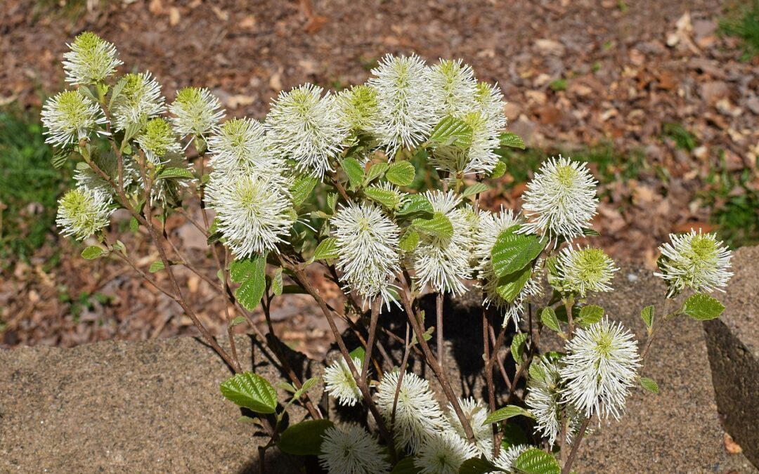 Fothergilla major zorgt voor geur en kleur in je border
