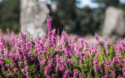 Calluna voor kleur in het najaar