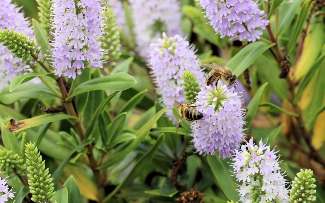 hebe plant