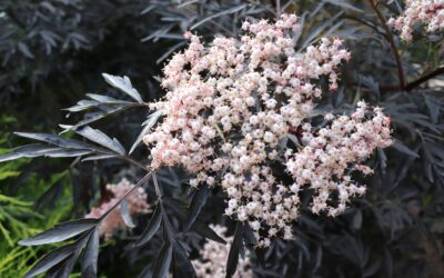 Sambucus nigra, groenbladig en donkerbladige varianten
