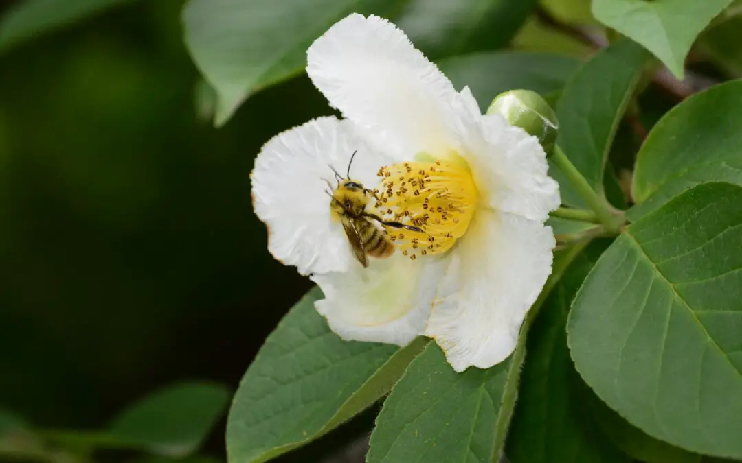 Stewartia