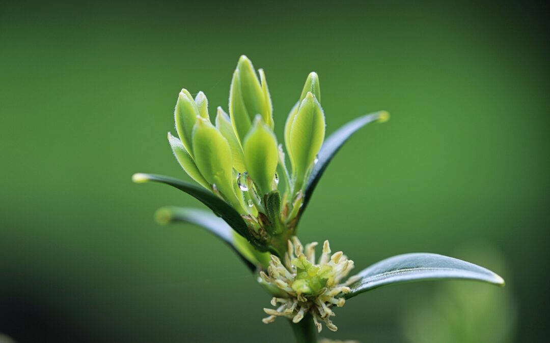 sarcococca