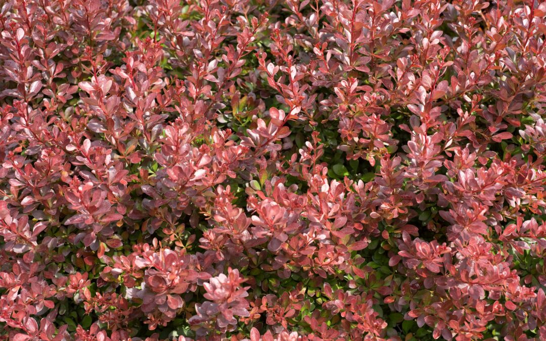 Berberis