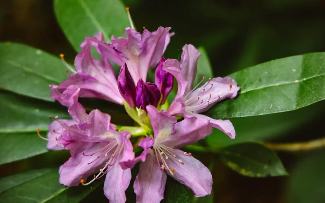 Rhododendron