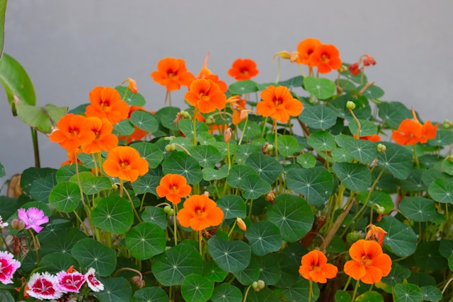 Tropaeolum majus