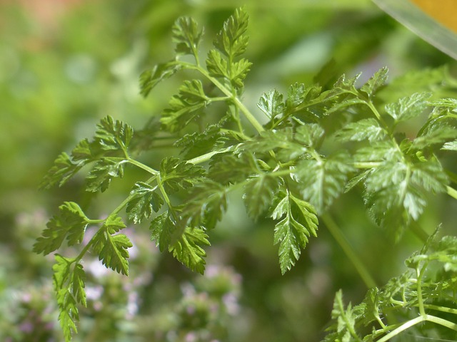Anthriscus cerefolium